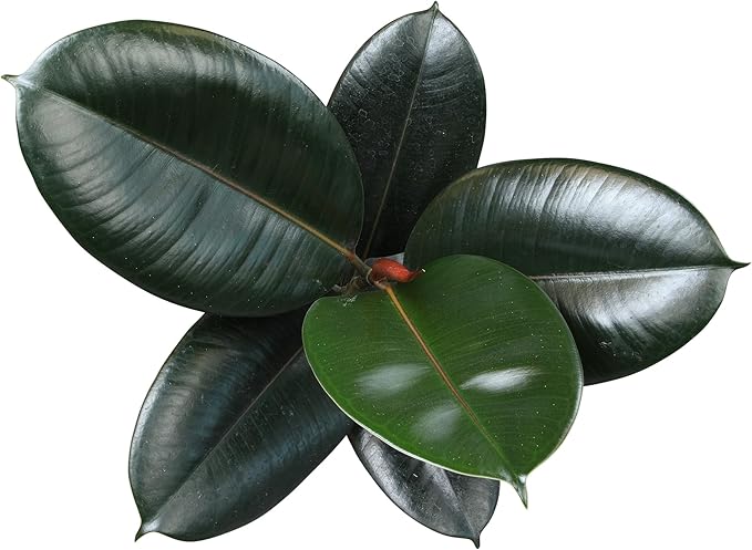 Burgundy Ficus Tree Live Plant (Approx. 16" Tall) in 6 Inch Pot, Rubber Plant, Air Purifying Plant, Easy Plant Décor, House Plant, Indoor Plant, Desk Plant & Office Plant by Plants for Pets