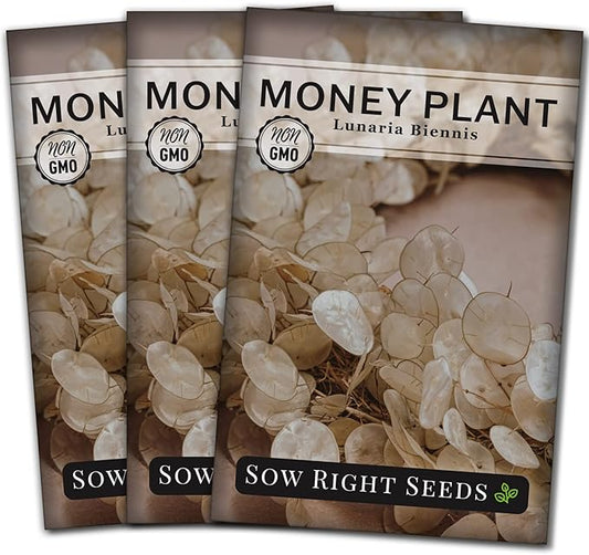 Sow Right Seeds - Money Plant Seeds - Honesty or Silver Coin Plant - Non-GMO Heirloom Seeds - Indoor or Outdoor - Full Instructions for Planting and Growing a Flower Garden - Great Gardening Gift (3)