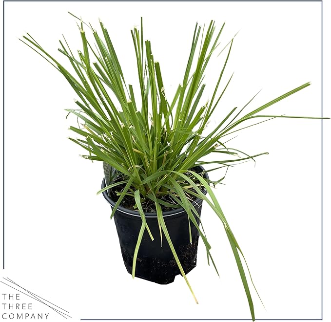 Live Ornamental Perennial Grass - Pink Pampas (2 Per Pack), Showy Accent Plant, 12" Tall by 6" Wide in 1.5 Quart Pot