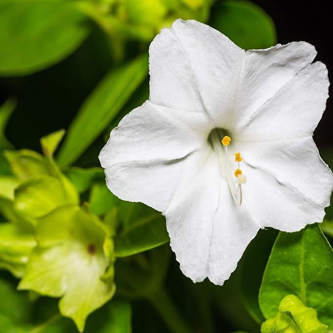 Outsidepride 1 lb. Perennial Mirabilis Jalapa Four O' Clock White Flower Seeds for Planting