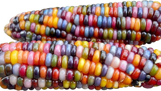 100 Glass Gem Corn Seeds Non-GMO Popcorn Delicious Jewel-Toned Glass-Like Kernels Grown in USA Rare Ornamental and Edible HARLEY SEEDS