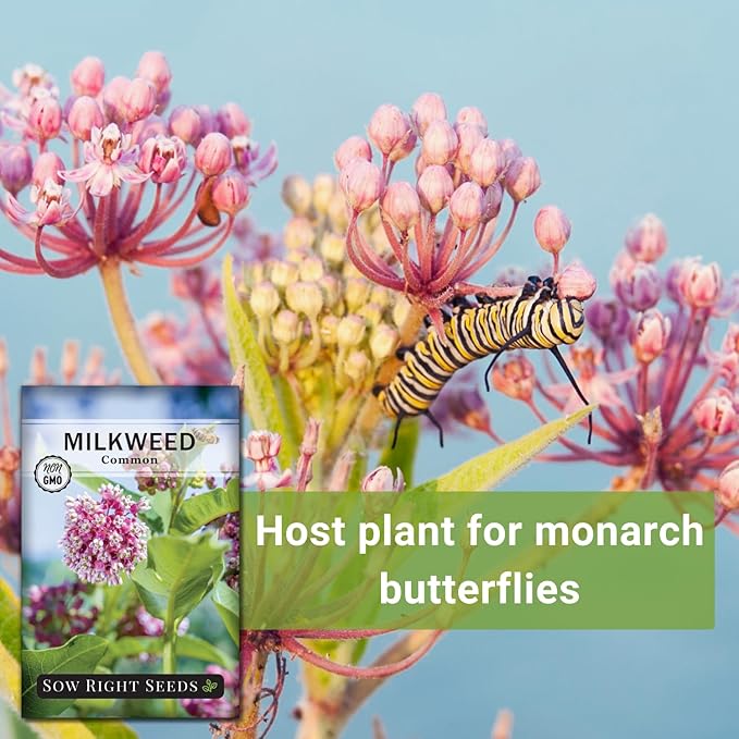 Sow Right Seeds - Common Milkweed Seeds for Planting - Attract Monarch Butterflies to Your Garden - Non-GMO Heirloom Seed Packet with Full Instructions to Plant - Perennial Plant for Pollinators (2)