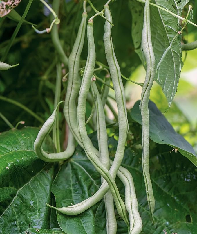 Burpee Fortex Pole Bean Seeds 2 ounces of seed