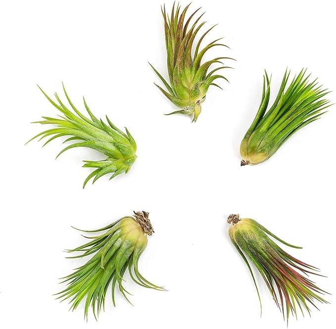 Altman Plants, 10 Ionantha Tillandsia Air Plant Pack, Each 2 to 3.5 Inches Long, Live Tropical House Plants for Home Decor, Indoor Terrarium Air Plants