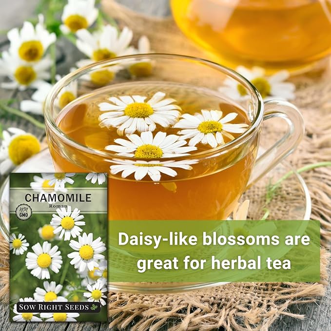 Sow Right Seeds - Roman Chamomile Seeds for Planting - Non-GMO Heirloom Packet with Instructions to Grow an Herbal Tea Garden - Indoors or Outdoor - Low Growing with Small Daisy-Like Blooms (1)