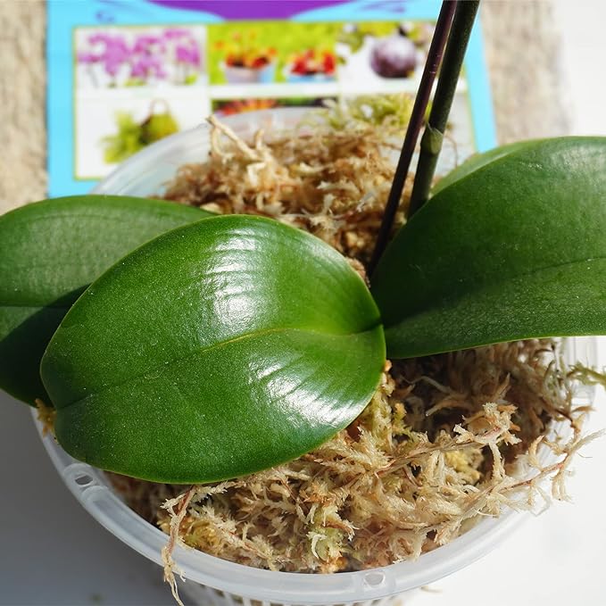 Sphagnum Moss 34QT for Plant Propagation, Great Orchid Potting Mix, Help with Maintain Humidity, 10oz