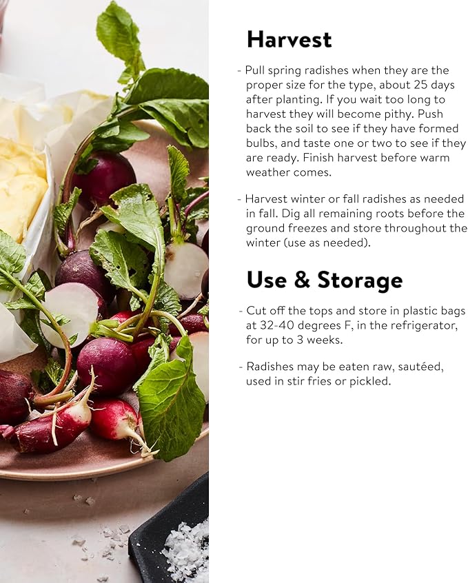 Burpee Watermelon Radish Seeds 300 seeds