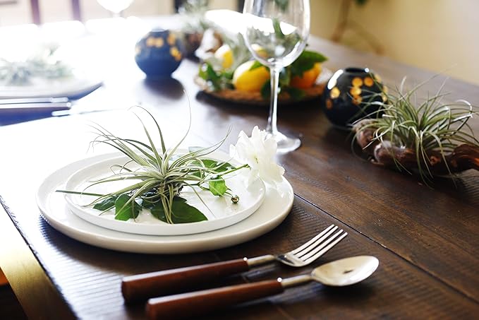 Shop Succulents | Assorted Collection of Live Air Plants, Hand Selected Variety Pack of Air Succulents | Collection of 6