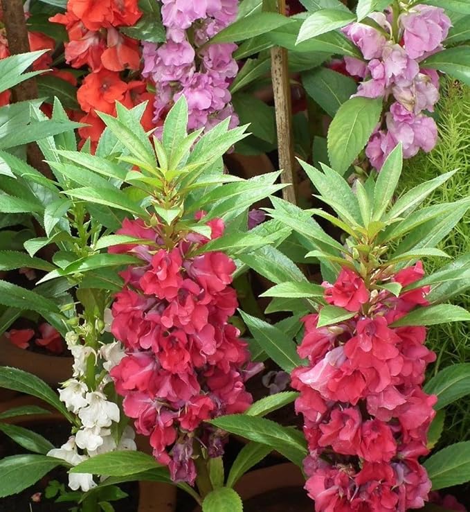 50+ Colorful Garden Balsam Impatient - Flower Mix