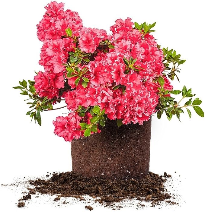 RED Ruffles Azalea, Live Plant, Includes Special Blend Fertilizer & Planting Guide (3 Gallon)