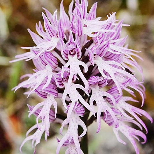 CHUXAY GARDEN Naked Man Orchid Seed 50 Seeds Exotic Charm Perennial Flowering Plant Attract Butterflies and Bees Easy Cultivating