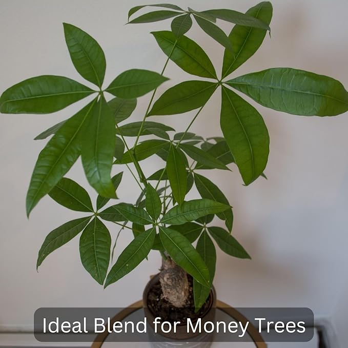 Money Tree Soil (4 Quarts), Soil Mix for Planting or Repotting Money Tree, Soil Blended to Properly Grow Money Tree Plants