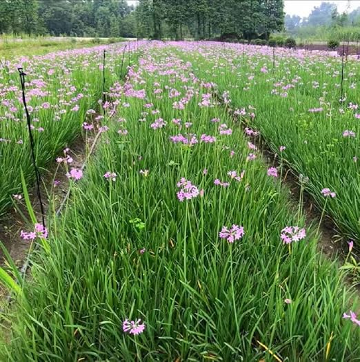 Micro Spray Sprinkler Stake Assembly: 9 Sets Full Circle 360 Degree Watering Nozzles Emitters with Spike and 1/4 inch Tubing for Greenhouse Nursery Garden Drip Irrigation System