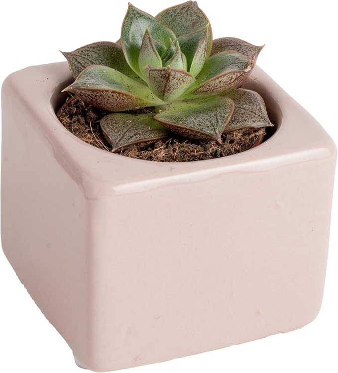 Costa Farms Succulent Plant, Live Indoor Mini Succulent Plant in Cute Succulents Plant Pot, Potting Soil Mix, Grower's Choice, Easy Grow Houseplant, Tabletop, Office, Room Decor, 2-Inches Tall
