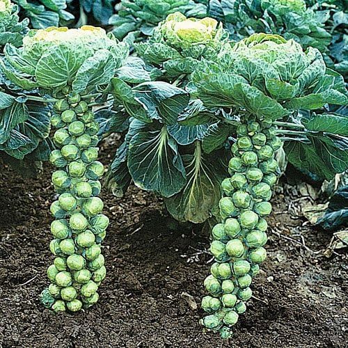 100+ Long Island Improved Brussel Sprouts Seeds Heirloom Non-GMO, Delicious from USA