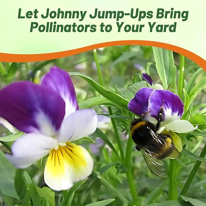 Outsidepride 1/2 lb. Perennial Viola Johnny Jump Up Flower Seeds for Planting