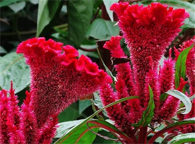 Garden Plant Seed Flower Seed Cockscomb Mixed Colors Dwarf Celosia Cristata Nana Jessica - 300 Celosia Seeds