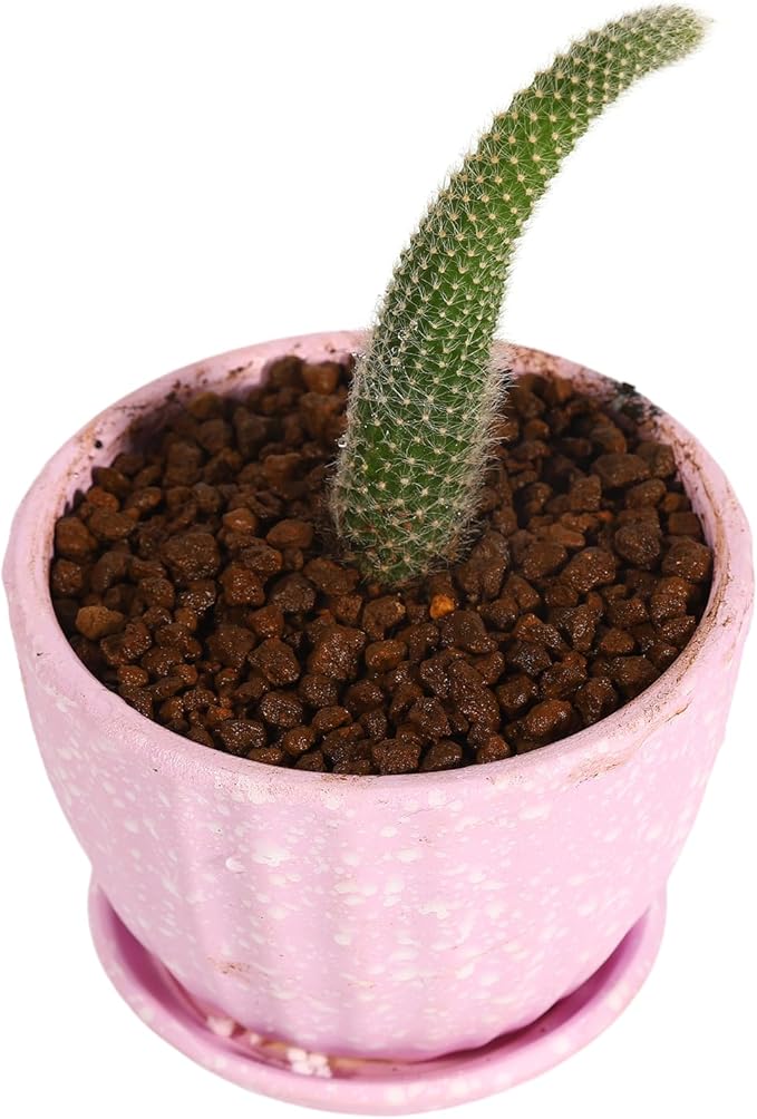 6 lb Small Grain Japanese Super Hard Akadama Bonsai Soil (3-6mm), Indoor/Outdoor Plant Soil Mixture, Drainage and Breathable, Promote Rooting