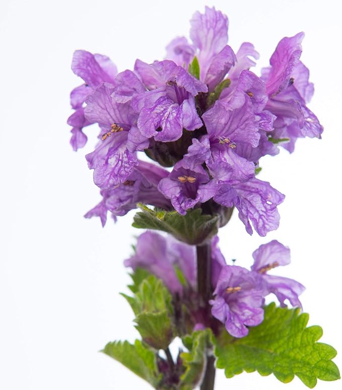 Outsidepride 50 Seeds Perennial Stachys Macrantha Lamb's Ear Flower Seeds for Planting