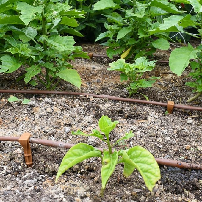 DIG ¼” 100’ MICROLINE™ Dripline - Enhanced 6” Emitter Spacing, UV-Resistant, Perfect for Diverse Garden Layouts (Brown) SHB106