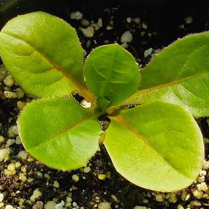 Seed Needs, Chicory Seeds - 500 Heirloom Seeds for Planting Cichorium intybus - Blue Floweres/Wildflowers, Non-GMO & Untreated, Italian Dandelion (2 Packs)