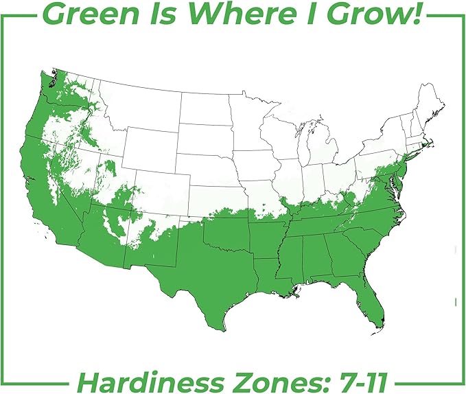 Windmill Palm in 3 Gal. Grower's Pot | Cold Hardy Tropical Tree | Low Maintenance | Drought Tolerant