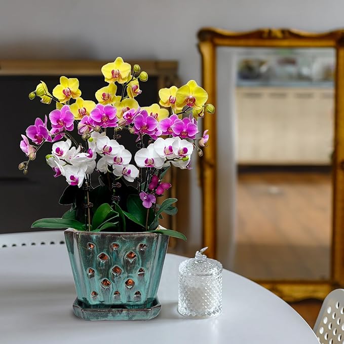 W&W Orchid Pot with Holes and Saucer for Repotting, Green Mix,7 Inches