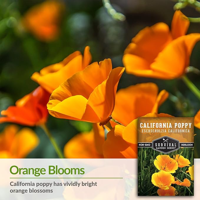 Survival Garden Seeds 3 Packets California Poppy for Planting - Seed Packs with Instructions to Grow Eschscholzia Californica Plants in Your Home Flower Garden - Non-GMO Heirloom Wildflower Variety