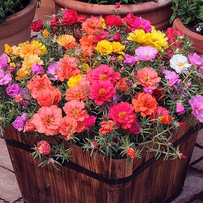 10000 Mixed Moss Rose Seeds - HOA Mười Giờ - AKA. Portulaca Grandiflora Mix, Moss-Rose Purslane, Eleven O'clock, Mexican Rose, Sun Rose, Rock Rose, Heat & Drought Tolerant 2 Grams
