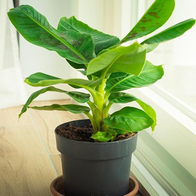 Premium Banana Tree Potting Mix for Optimal Seedling Growth 1qt, Suitable for All Indoor and Outdoor Banana Tree Varieties