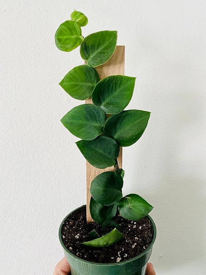 Shingle Plant Soil Blend - Designed to Meet The Unique Needs of Your Plant - 4 Quart