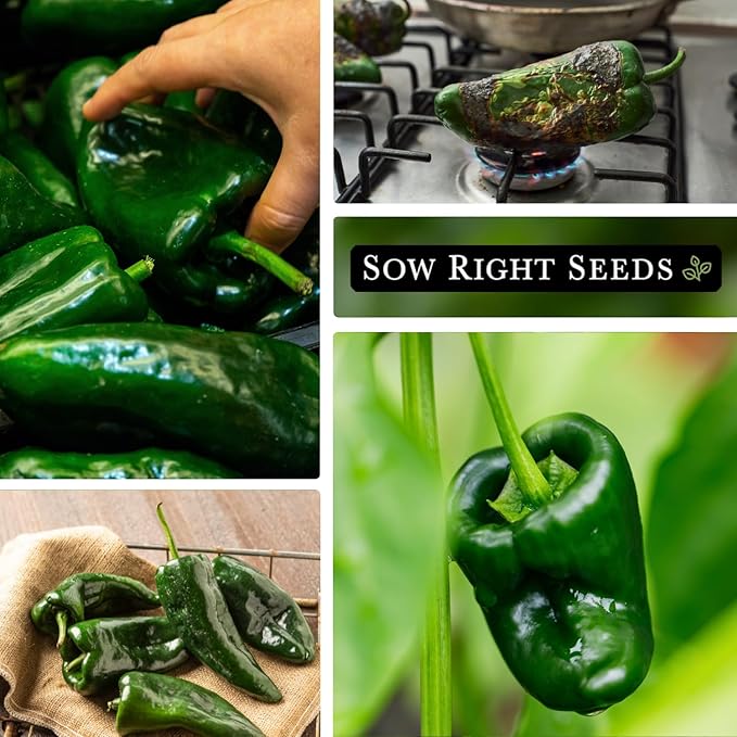 Sow Right Seeds - Poblano Pepper Seeds for Planting - Non-GMO Heirloom Packet with Instructions to Plant a Home Vegetable Garden - Hot Ancho Chile Variety to Grow, Spicy and Abundant (3)