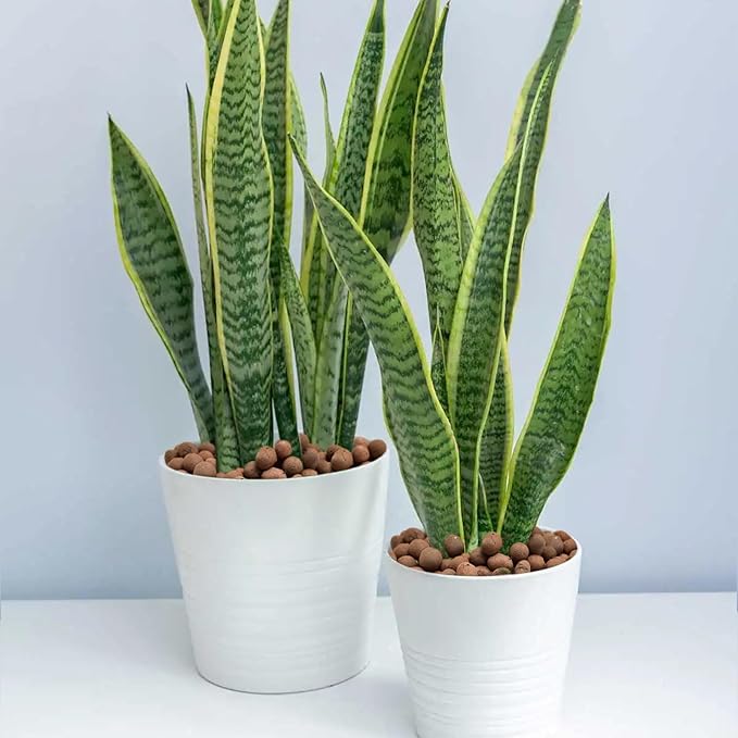 Halatool 4LB Leca Clay Pebbles for Plants 4mm-16mm Lightweight Clay Balls 100% Natural Hydro Balls for Aquarium Potted Plants Hydroponic Growing Gardening Orchids Drainage Decoration Aquaponics