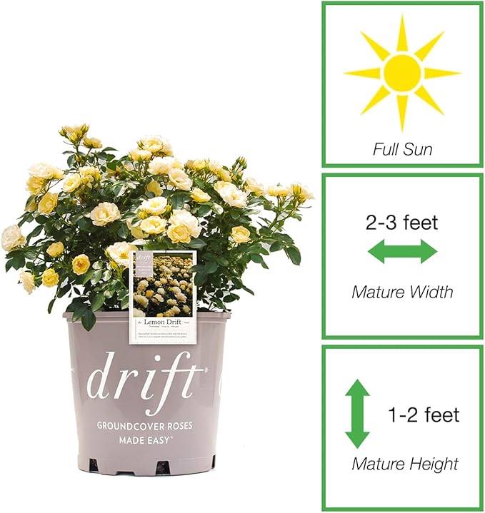 PERFECT PLANTS Lemon Drift Rose Bush 1 Gallon | Live Bushes for Outdoor Planting | Ground Cover Roses Stay Small | Bright Yellow Blooming Shrubs