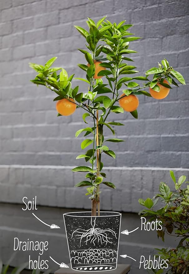 Premium Citrus Tree Potting Soil Mix - 4 Quart - Special Blend for Indoor Oranges, Lemons, Limes and More