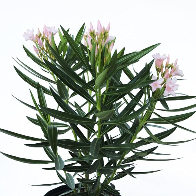 American Plant Exchange Oleander Bush, Dwarf, Petite Pink, Flowering Landscape Shrub, 10-Inch Pot, Live Outdoor Plant, 3-4ft Max Height, Hardy Evergreen Landscape Shrub