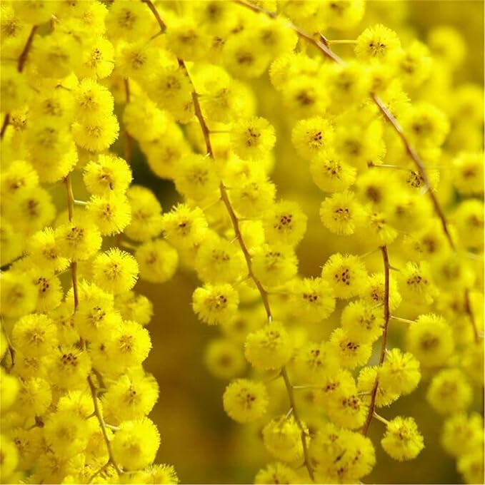 Rare Flower Seeds Acacia Dealbata Tree Or Shrub 100 Seeds Silver Wattle Mimosa
