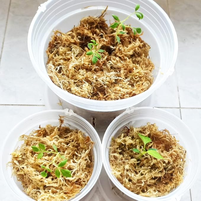 11 oz Sphagnum Moss for Plants, Carefully Selected Clean Sphagnum Mos for Rooting Plants