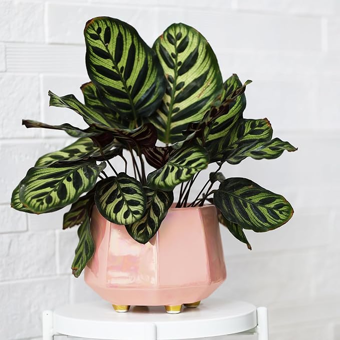 6 Inch + 4 Inch Ceramic Planter for Indoor Plants - Plant Pots with Drainage Hole - Modern Minimalist Flower Pot for Succulents and Herbs, Pink