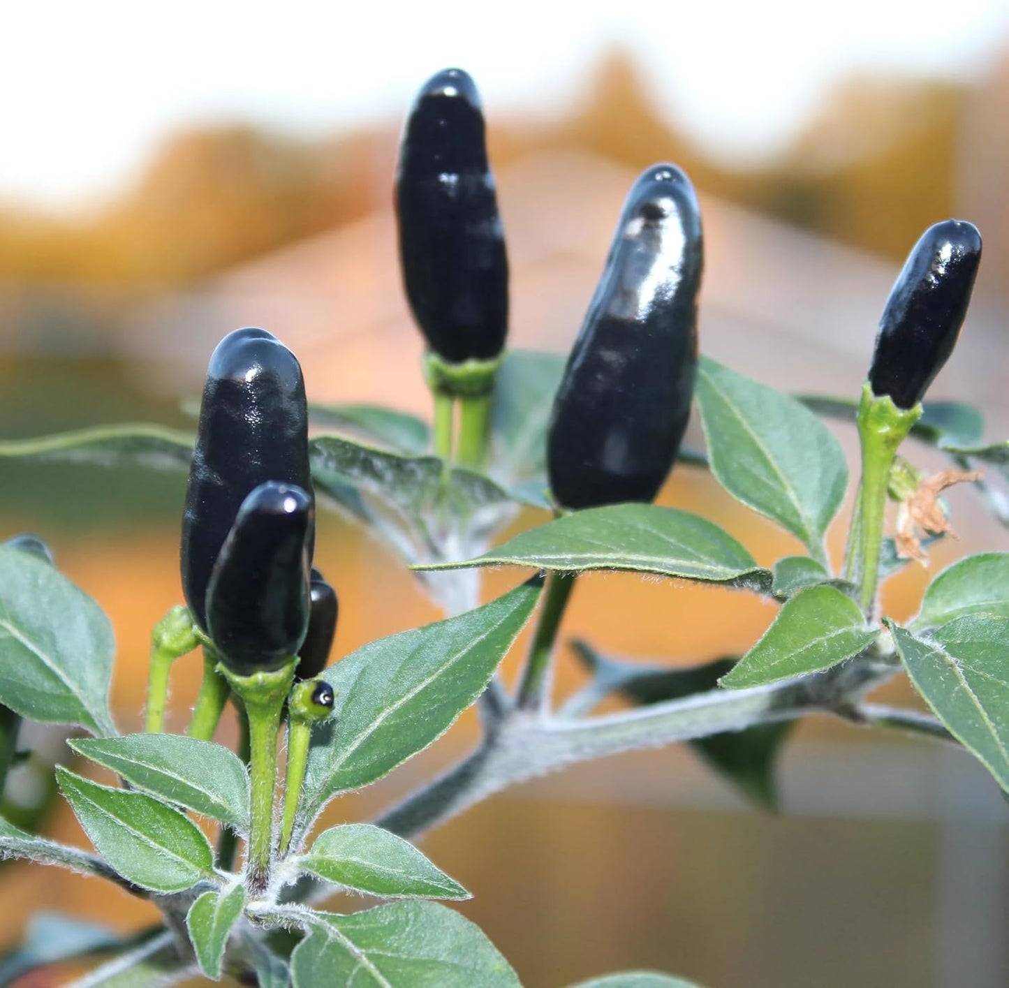 Premium Black Cobra Pepper (Capsicum Annuum) - Rare & Exotic Hot Chili Pepper, Perfect for Home Gardening and Gourmet Cooking (4 bkcbr pep Cups)