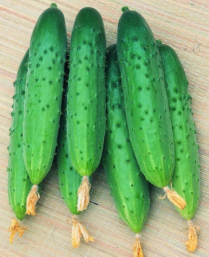 Seeds Vegetable Cucumber April F1 Self-Pollinated 45 Days Heirloom for Pickling - 10 Seeds