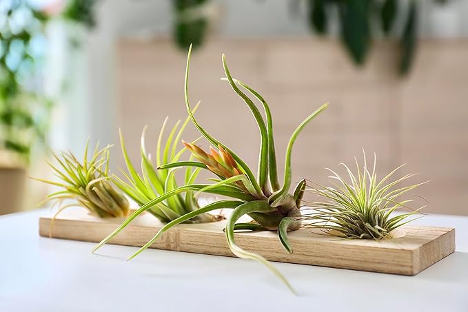 Air Plant Low Light House Plants Box (3PK) Tillandsia Air Plants Live Houseplants Live Indoor Plants Live Succulents Plants Live Terrarium Plants Live, Air Plant Holder Airplant Kit by Plants for Pets