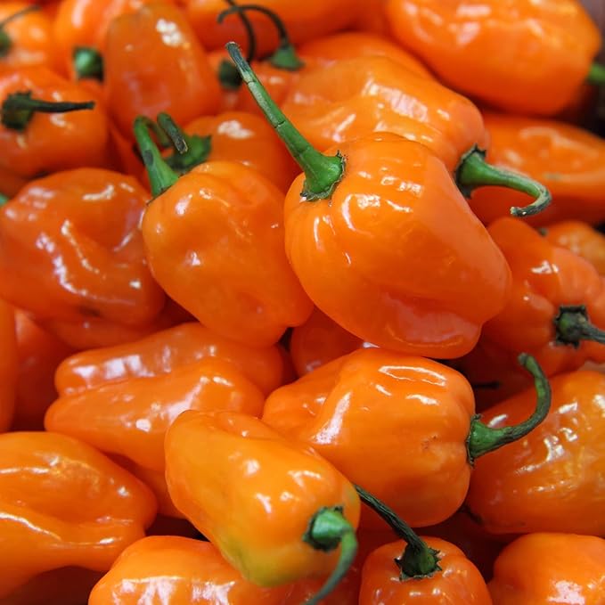 Habanero Pepper Seeds to Plant - 30+ Seeds - HOT, tasty, and nutritious. Add Amazing Flavor. Made in USA. Ships from Iowa