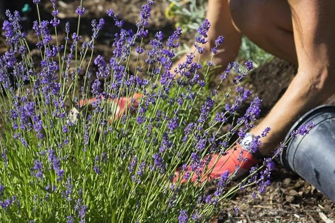 Lavender Potting Soil - Ensure The Health and Success of Your Lavender Plants - 1 Quart