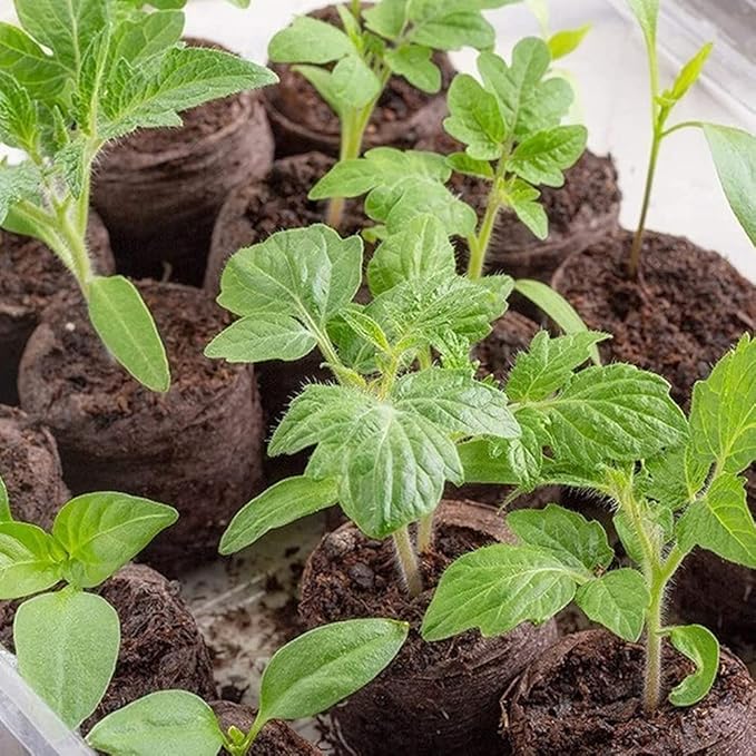 100 Pcs Peat Pellets Seed Starting Plugs Pellets Seedling Soil Block 30mm Nursery Soil for Indoors Garden Flowers Seedling Planting Seeds Starter Pellet for Transplanting Planting