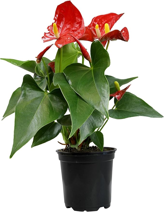 4" Red Anthurium Live Plant Decor, Live House Plants, Anthuriums Live Plants Indoor Plants Live Houseplants, Real Plants Indoor Live Plants, Easy Plant Lover Gifts for Plant Lovers by Plants for Pets
