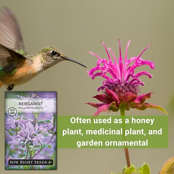 Sow Right Seeds - Bergamot (Bee Balm) Flower Seeds for Planting - Beautiful Flowers to Plant in Your Home Garden - Non-GMO Heirloom Packet with Instructions - Native Wildflower and Medicinal Herb (1)