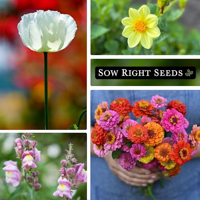 Sow Right Seeds - Dwarf Flower Seed Collection for Planting - Individual Packets of Zinnia Thumbelina, White Linen Poppy, Tetra Snapdragon, Dwarf Dahlia, and Sparky Marigold Non-GMO Heirloom Seeds