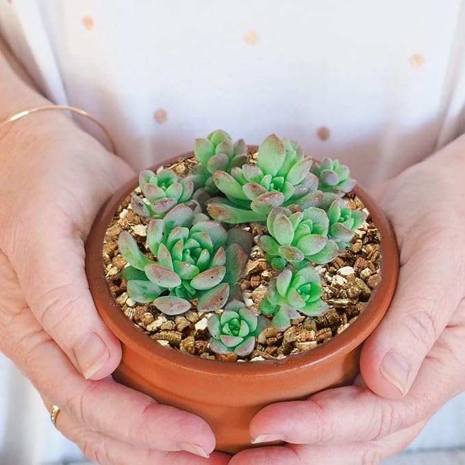 Halatool 8 QT Horticulture Vermiculite Professional Soil Addictive Coarse Grade Vermiculite for Plants Gardening Mushrooms Seed Starting Cat Grass