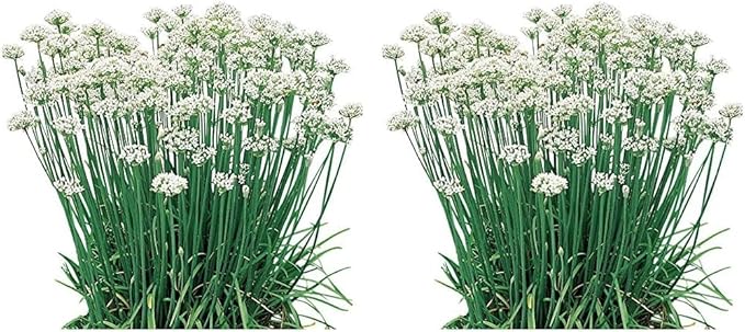 Burpee Garlic Organic Chives Seeds 300 Seeds (Pack of 2)